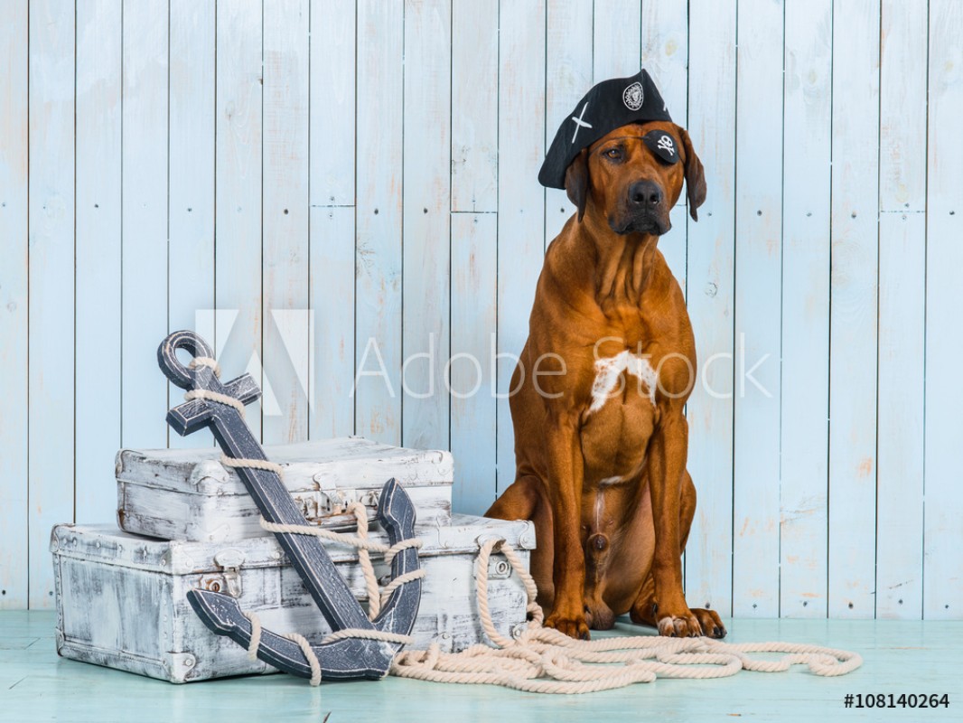 Afbeeldingen van Rhodesian Ridgeback pirate-dog with its treasures